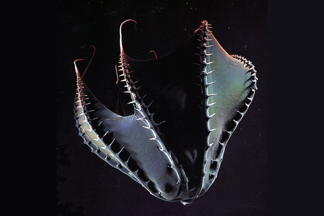 Vampyroteuthis infernalis: Loài ma cà rồng dưới đáy biển sâu - Ảnh 6.