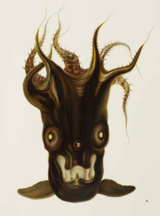 Vampyroteuthis infernalis: Loài ma cà rồng dưới đáy biển sâu - Ảnh 1.